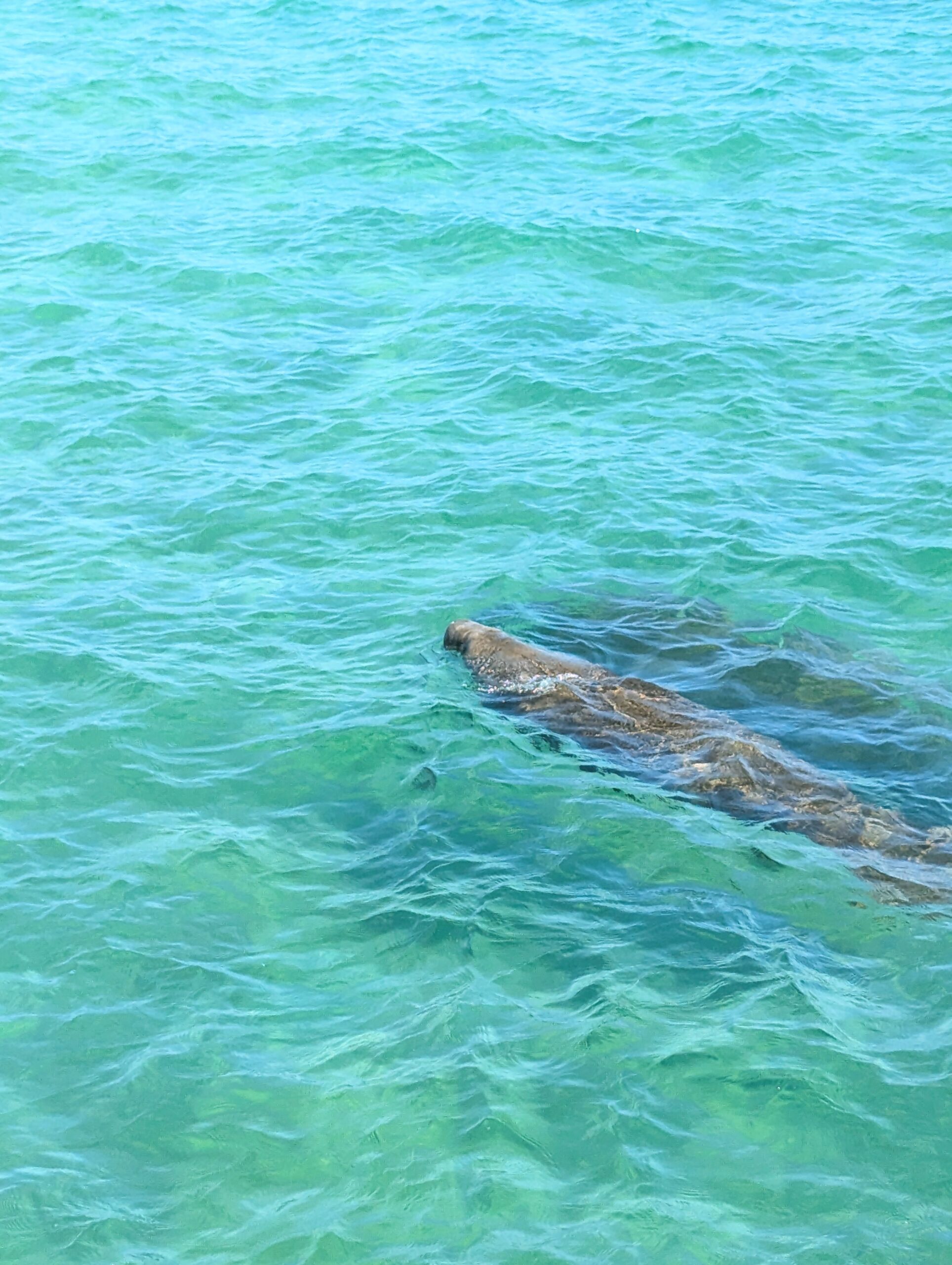 Falling in Love with Gentle Giants: My Day at Manatee Fest